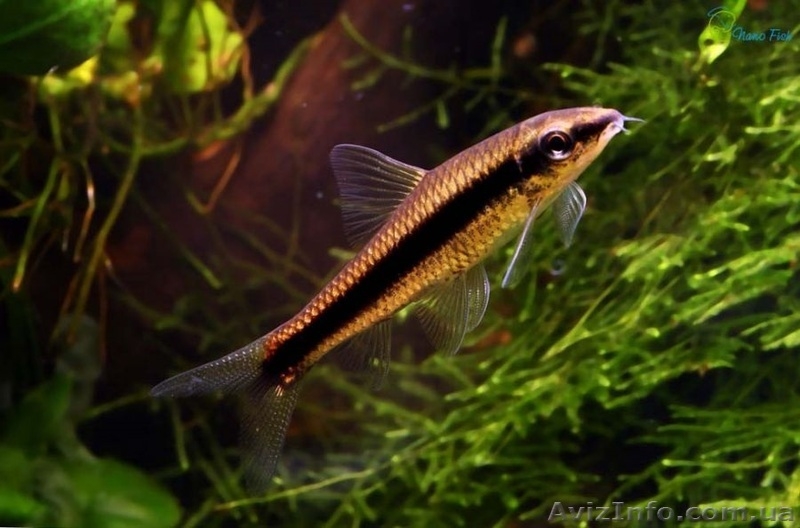 Мирные рыбки, корм и аквариумы - <ro>Изображение</ro><ru>Изображение</ru> #1, <ru>Объявление</ru> #990042