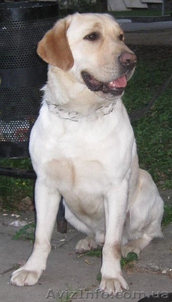 Лабрадор ретривер палевого окраса - <ro>Изображение</ro><ru>Изображение</ru> #1, <ru>Объявление</ru> #1003089