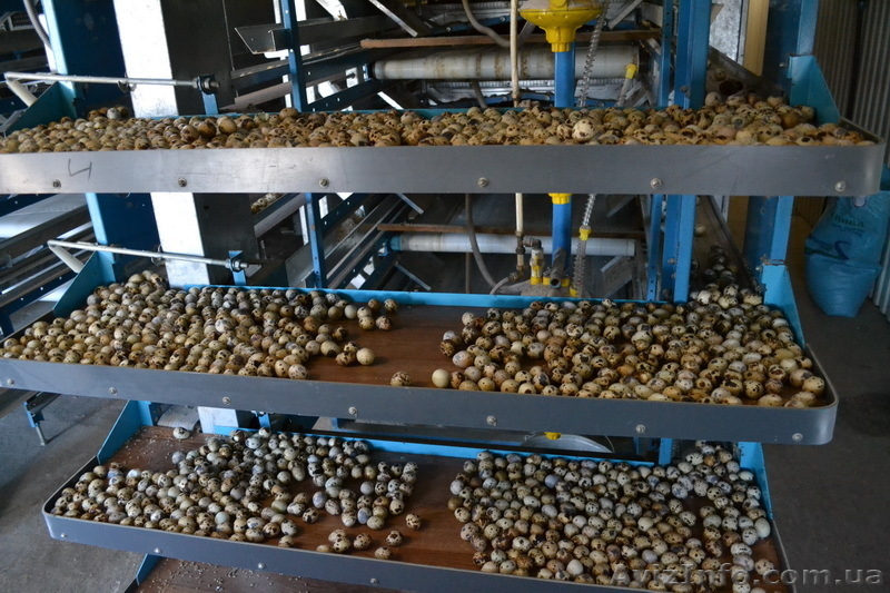 Столовые перепелиные яйца без тары  - <ro>Изображение</ro><ru>Изображение</ru> #3, <ru>Объявление</ru> #1037586