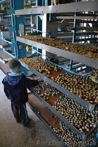 Столовые перепелиные яйца без тары  - <ro>Изображение</ro><ru>Изображение</ru> #8, <ru>Объявление</ru> #1037586