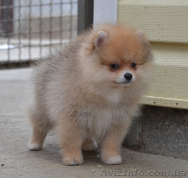 Девочки миниатюрного и померанского шпица - <ro>Изображение</ro><ru>Изображение</ru> #8, <ru>Объявление</ru> #1068873
