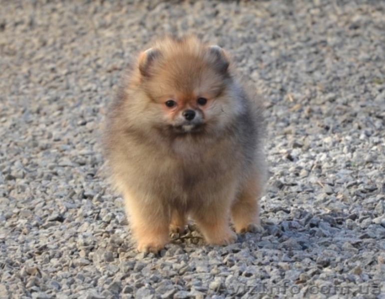 Девочки миниатюрного и померанского шпица - <ro>Изображение</ro><ru>Изображение</ru> #7, <ru>Объявление</ru> #1068873