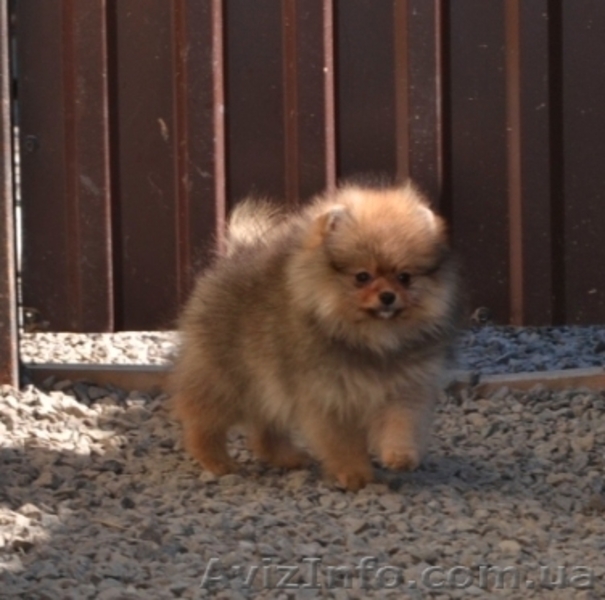 Девочки миниатюрного и померанского шпица - <ro>Изображение</ro><ru>Изображение</ru> #5, <ru>Объявление</ru> #1068873