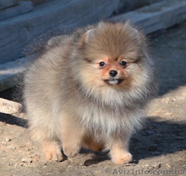 Девочки миниатюрного и померанского шпица - <ro>Изображение</ro><ru>Изображение</ru> #4, <ru>Объявление</ru> #1068873