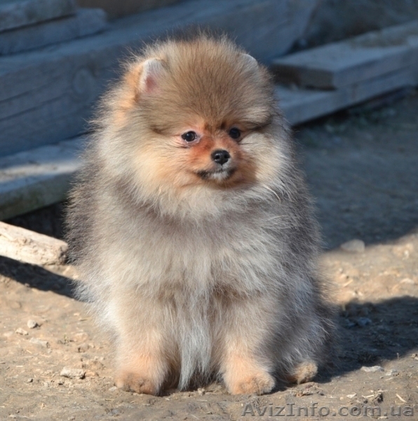 Девочки миниатюрного и померанского шпица - <ro>Изображение</ro><ru>Изображение</ru> #3, <ru>Объявление</ru> #1068873