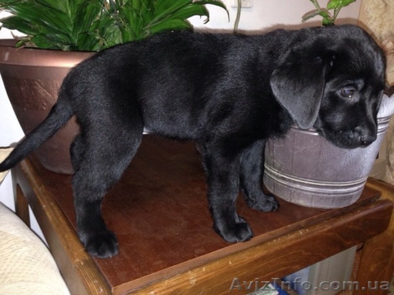 Щенки лабрадора ретривера (Черные девочки) - <ro>Изображение</ro><ru>Изображение</ru> #2, <ru>Объявление</ru> #1088047