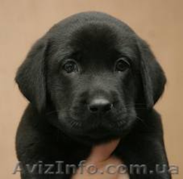 Щенки лабрадора ретривера (Черные девочки) - <ro>Изображение</ro><ru>Изображение</ru> #3, <ru>Объявление</ru> #1088047