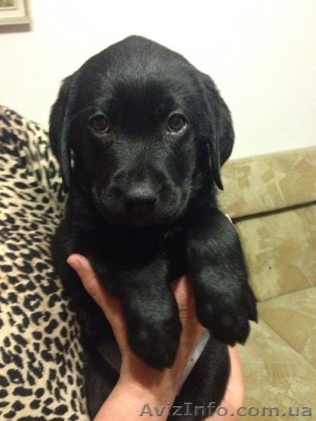 Щенки лабрадора ретривера (Черные девочки) - <ro>Изображение</ro><ru>Изображение</ru> #4, <ru>Объявление</ru> #1088047