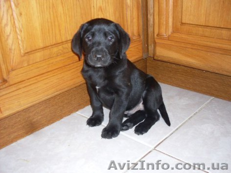 Щенки лабрадора ретривера (Черные девочки) - <ro>Изображение</ro><ru>Изображение</ru> #5, <ru>Объявление</ru> #1088047