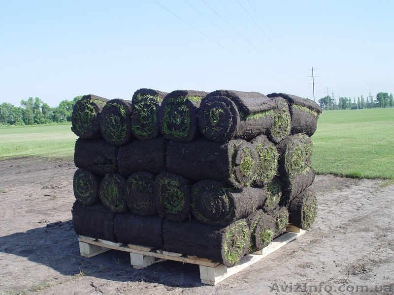 Рулонные газоны – с июля 2014 г. и в Вашей области! - <ro>Изображение</ro><ru>Изображение</ru> #2, <ru>Объявление</ru> #1113997