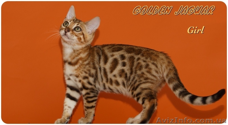 Бенгальские котята для дома и разведения - <ro>Изображение</ro><ru>Изображение</ru> #3, <ru>Объявление</ru> #1149291