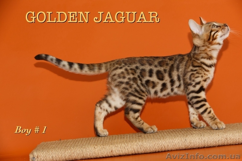 Бенгальские котята для дома и разведения - <ro>Изображение</ro><ru>Изображение</ru> #2, <ru>Объявление</ru> #1149291