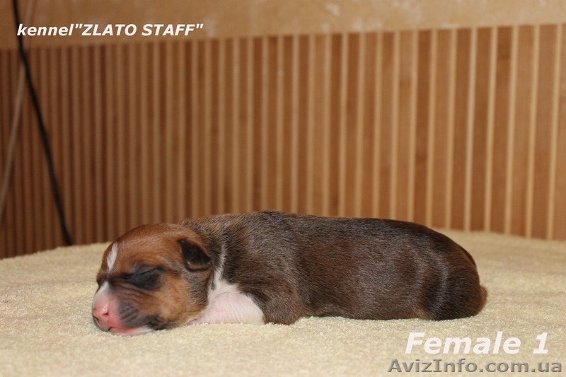 Прекрасные малыши американского стаффордширского терьера - <ro>Изображение</ro><ru>Изображение</ru> #1, <ru>Объявление</ru> #1142528