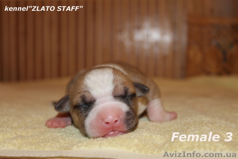 Прекрасные малыши американского стаффордширского терьера - <ro>Изображение</ro><ru>Изображение</ru> #3, <ru>Объявление</ru> #1142528