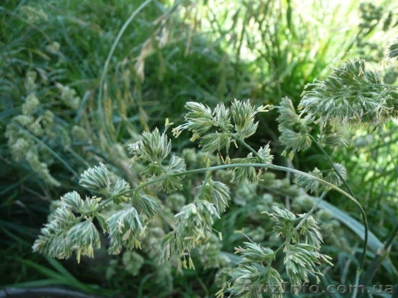 Продам семена Ежа сборная (Грястница) - <ro>Изображение</ro><ru>Изображение</ru> #2, <ru>Объявление</ru> #1154591