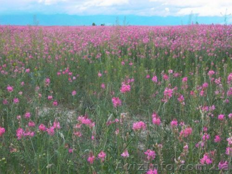 Продам семена Эспарцета - <ro>Изображение</ro><ru>Изображение</ru> #2, <ru>Объявление</ru> #1154608