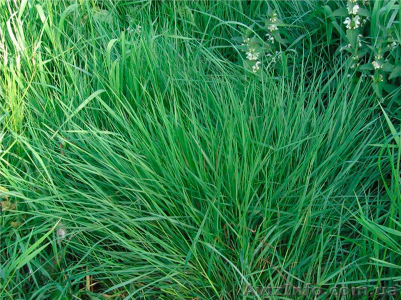 Продам семена Райграса многолетнего (пастбищный) - <ro>Изображение</ro><ru>Изображение</ru> #1, <ru>Объявление</ru> #1154614