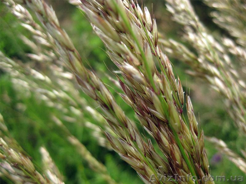 Продам семена Райграса многолетнего (пастбищный) - <ro>Изображение</ro><ru>Изображение</ru> #2, <ru>Объявление</ru> #1154614