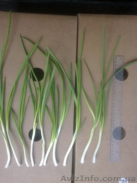 Перо лука оптом - <ro>Изображение</ro><ru>Изображение</ru> #3, <ru>Объявление</ru> #990872