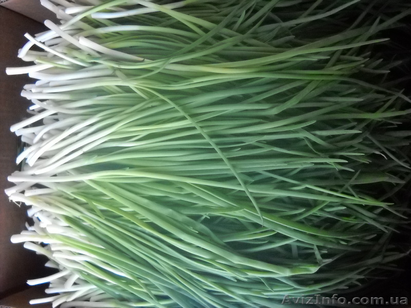 Перо лука оптом - <ro>Изображение</ro><ru>Изображение</ru> #2, <ru>Объявление</ru> #990872
