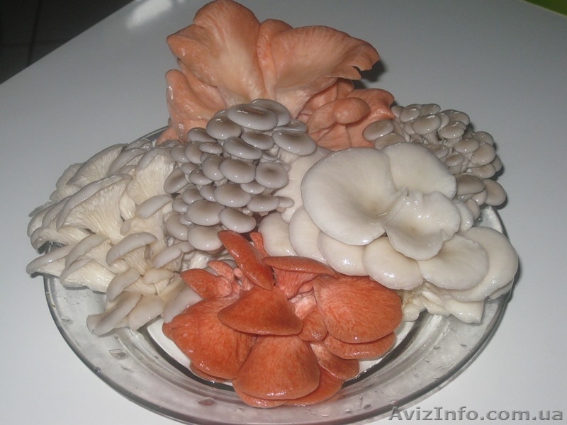 Мицелий шампиньона (печериці), вешенки  (гливи), шиитаке - <ro>Изображение</ro><ru>Изображение</ru> #3, <ru>Объявление</ru> #1189089