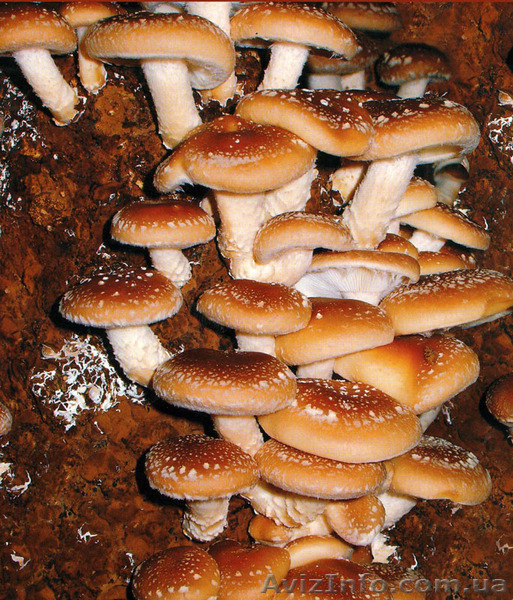 Мицелий шампиньона (печериці), вешенки  (гливи), шиитаке - <ro>Изображение</ro><ru>Изображение</ru> #4, <ru>Объявление</ru> #1189089