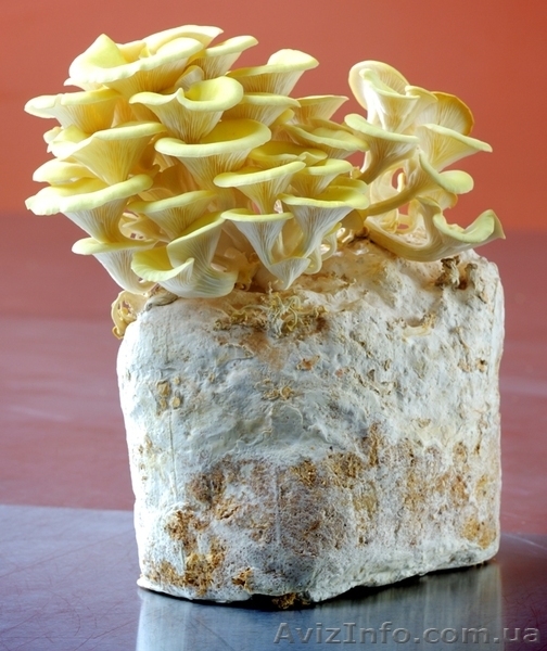 Мицелий шампиньона (печериці), вешенки  (гливи), шиитаке - <ro>Изображение</ro><ru>Изображение</ru> #5, <ru>Объявление</ru> #1189089