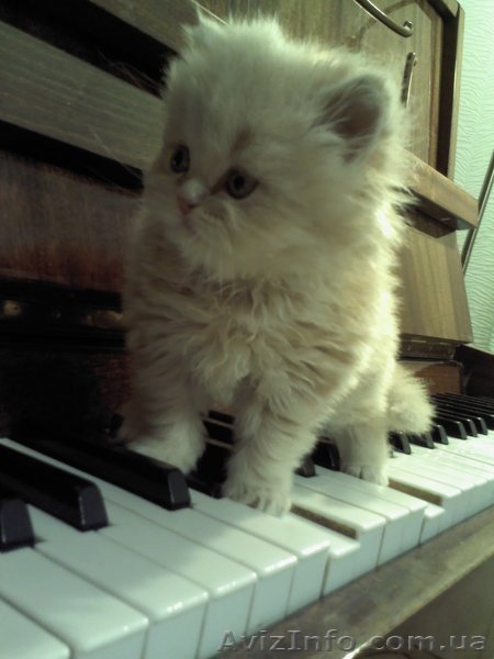 Персидский котенок Агнешка -классная малышка! - <ro>Изображение</ro><ru>Изображение</ru> #1, <ru>Объявление</ru> #1288762