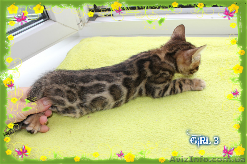 Бенгальские котята лучших линий - <ro>Изображение</ro><ru>Изображение</ru> #3, <ru>Объявление</ru> #1286769