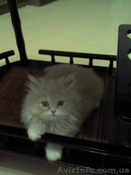 Персидский котенок Агнешка -классная малышка! - <ro>Изображение</ro><ru>Изображение</ru> #6, <ru>Объявление</ru> #1288762