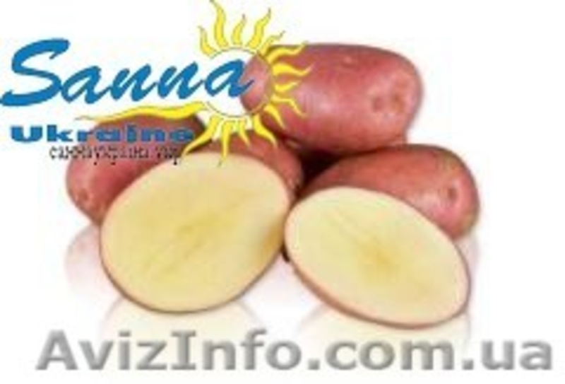 Картофель семенной Ривьера, Тирас и другие со склада в Виннице  - <ro>Изображение</ro><ru>Изображение</ru> #8, <ru>Объявление</ru> #1302490