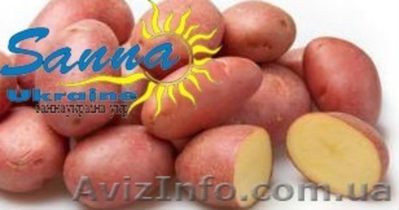 Картофель семенной Ривьера, Тирас и другие со склада в Виннице  - <ro>Изображение</ro><ru>Изображение</ru> #2, <ru>Объявление</ru> #1302490