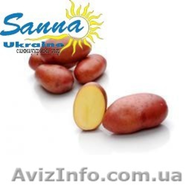 Картофель семенной Ривьера, Тирас и другие со склада в Виннице  - <ro>Изображение</ro><ru>Изображение</ru> #6, <ru>Объявление</ru> #1302490