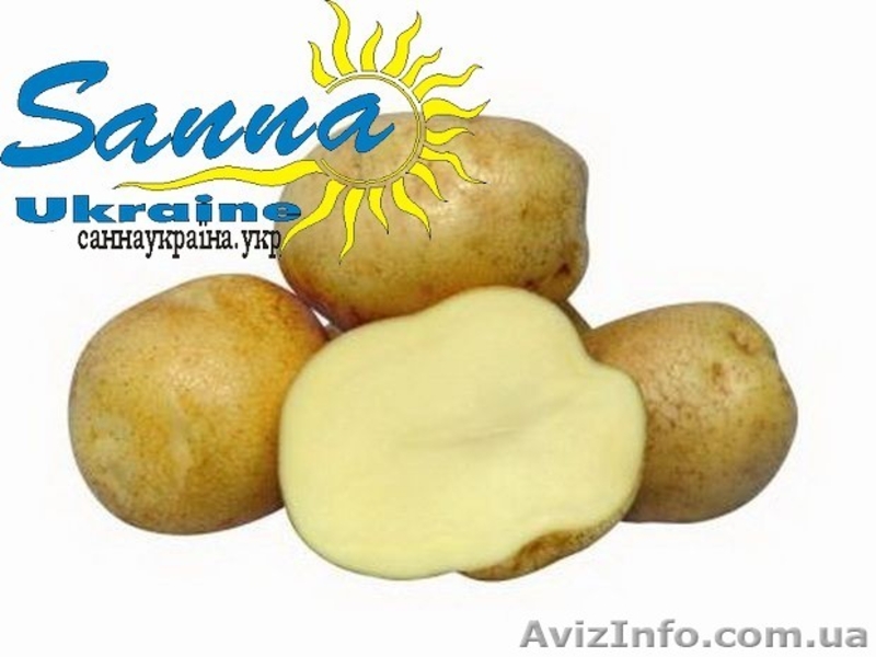 Картофель семенной Ривьера, Тирас и другие со склада в Виннице  - <ro>Изображение</ro><ru>Изображение</ru> #10, <ru>Объявление</ru> #1302490