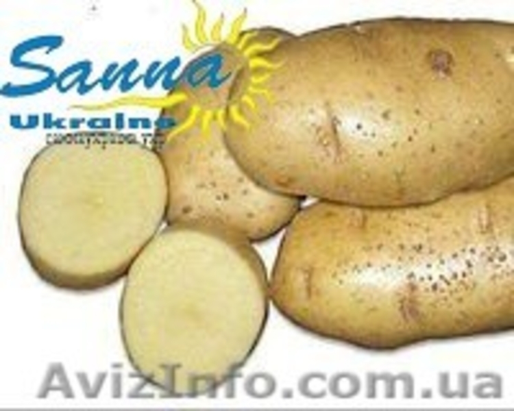 Картофель семенной Ривьера, Тирас и другие со склада в Виннице  - <ro>Изображение</ro><ru>Изображение</ru> #7, <ru>Объявление</ru> #1302490