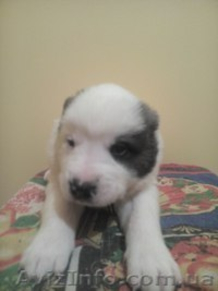 Щенки алабая не дорого - <ro>Изображение</ro><ru>Изображение</ru> #1, <ru>Объявление</ru> #1338668