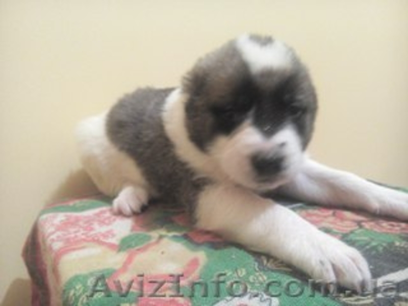 Щенки алабая не дорого - <ro>Изображение</ro><ru>Изображение</ru> #2, <ru>Объявление</ru> #1338668