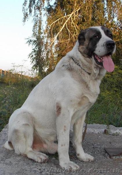 Щенки алабая не дорого - <ro>Изображение</ro><ru>Изображение</ru> #3, <ru>Объявление</ru> #1338668