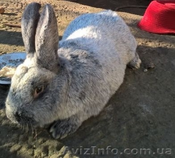 Чистопород.кролики Серебро - <ro>Изображение</ro><ru>Изображение</ru> #1, <ru>Объявление</ru> #1355510