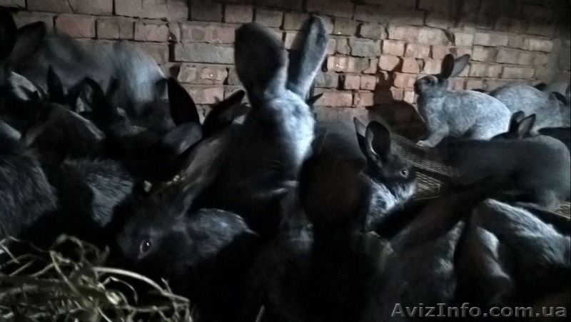 Чистопород.кролики Серебро - <ro>Изображение</ro><ru>Изображение</ru> #2, <ru>Объявление</ru> #1355510