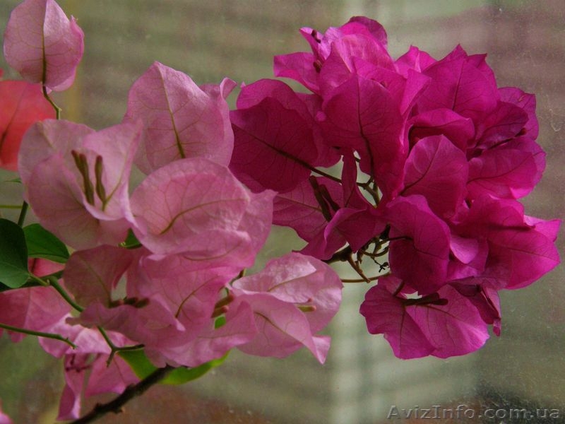 Бугенвиллии белая,розовая,оранжевая,красная- укорененные черенки - <ro>Изображение</ro><ru>Изображение</ru> #1, <ru>Объявление</ru> #1359732