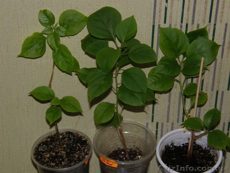 Бугенвиллии белая,розовая,оранжевая,красная- укорененные черенки - <ro>Изображение</ro><ru>Изображение</ru> #5, <ru>Объявление</ru> #1359732