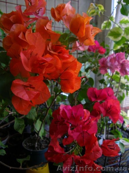 Бугенвиллии белая,розовая,оранжевая,красная- укорененные черенки - <ro>Изображение</ro><ru>Изображение</ru> #4, <ru>Объявление</ru> #1359732