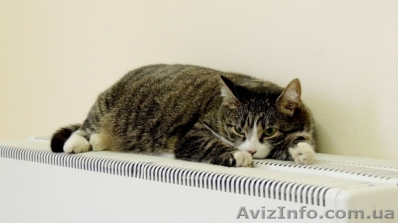 Котли,радіатори,бойлери,труби,фітінги,насоси. - <ro>Изображение</ro><ru>Изображение</ru> #6, <ru>Объявление</ru> #1385121