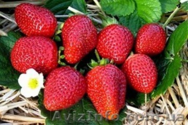 Продажа саженцев!!! - <ro>Изображение</ro><ru>Изображение</ru> #1, <ru>Объявление</ru> #1389850