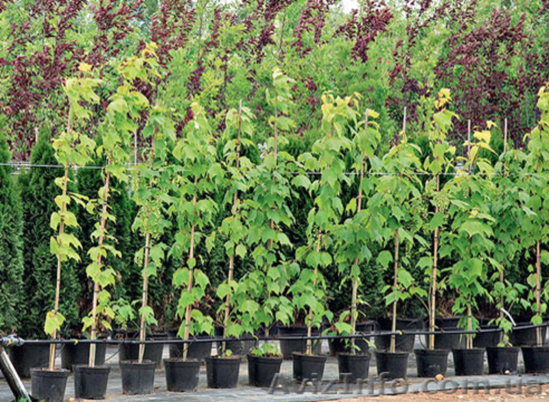 Продажа саженцев!!! - <ro>Изображение</ro><ru>Изображение</ru> #2, <ru>Объявление</ru> #1389850