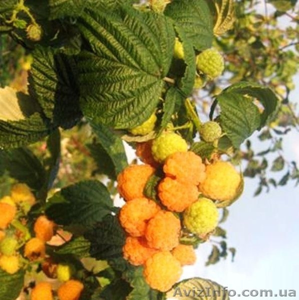 Продажа саженцев!!! - <ro>Изображение</ro><ru>Изображение</ru> #3, <ru>Объявление</ru> #1389850