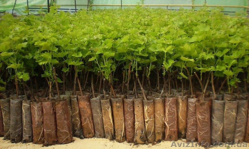Продажа саженцев!!! - <ro>Изображение</ro><ru>Изображение</ru> #5, <ru>Объявление</ru> #1389850