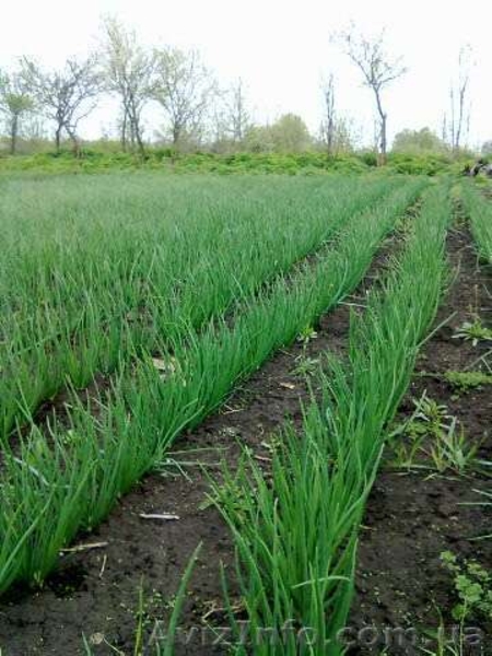 Продам лук штутгартен на выгонку пера - <ro>Изображение</ro><ru>Изображение</ru> #3, <ru>Объявление</ru> #1475685