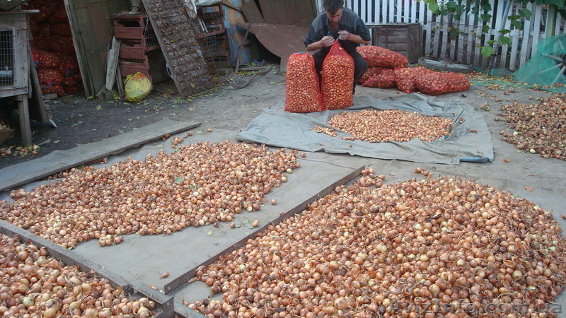 Продам лук штутгартен на выгонку пера - <ro>Изображение</ro><ru>Изображение</ru> #1, <ru>Объявление</ru> #1475685